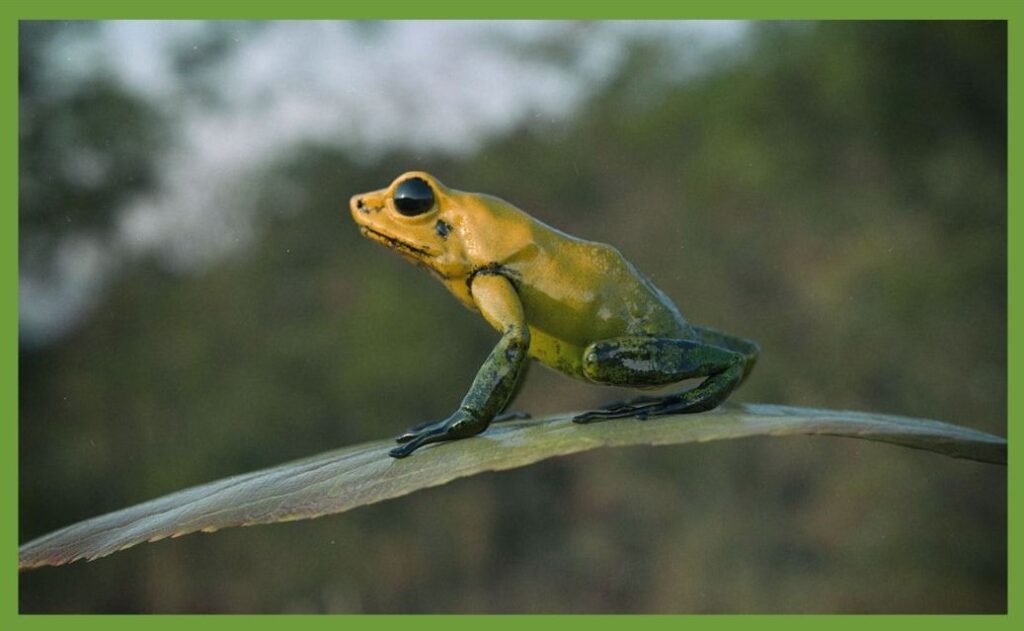 Poison Dart Frog amazon