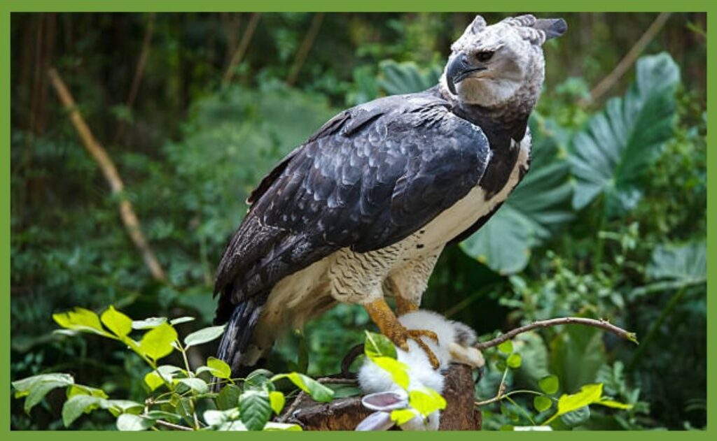 animal amazon rainforest eagle