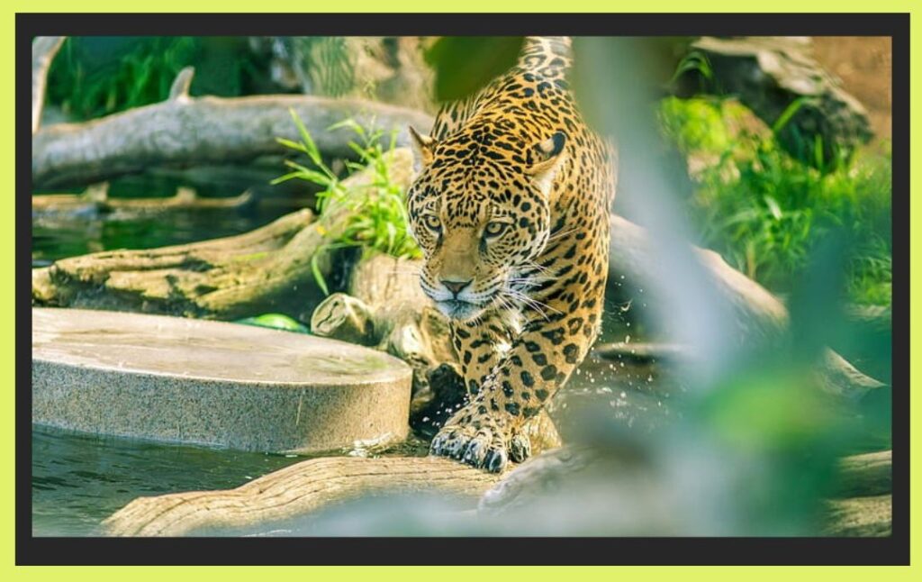 animal amazon rainforest jaguar